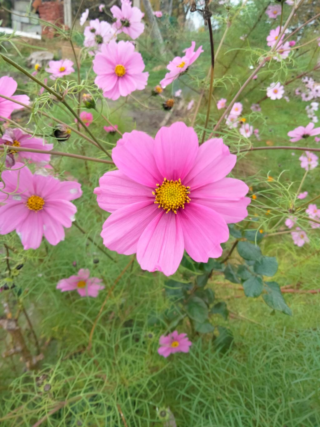 C&rsquo;est quoi cette&nbsp;fleur?