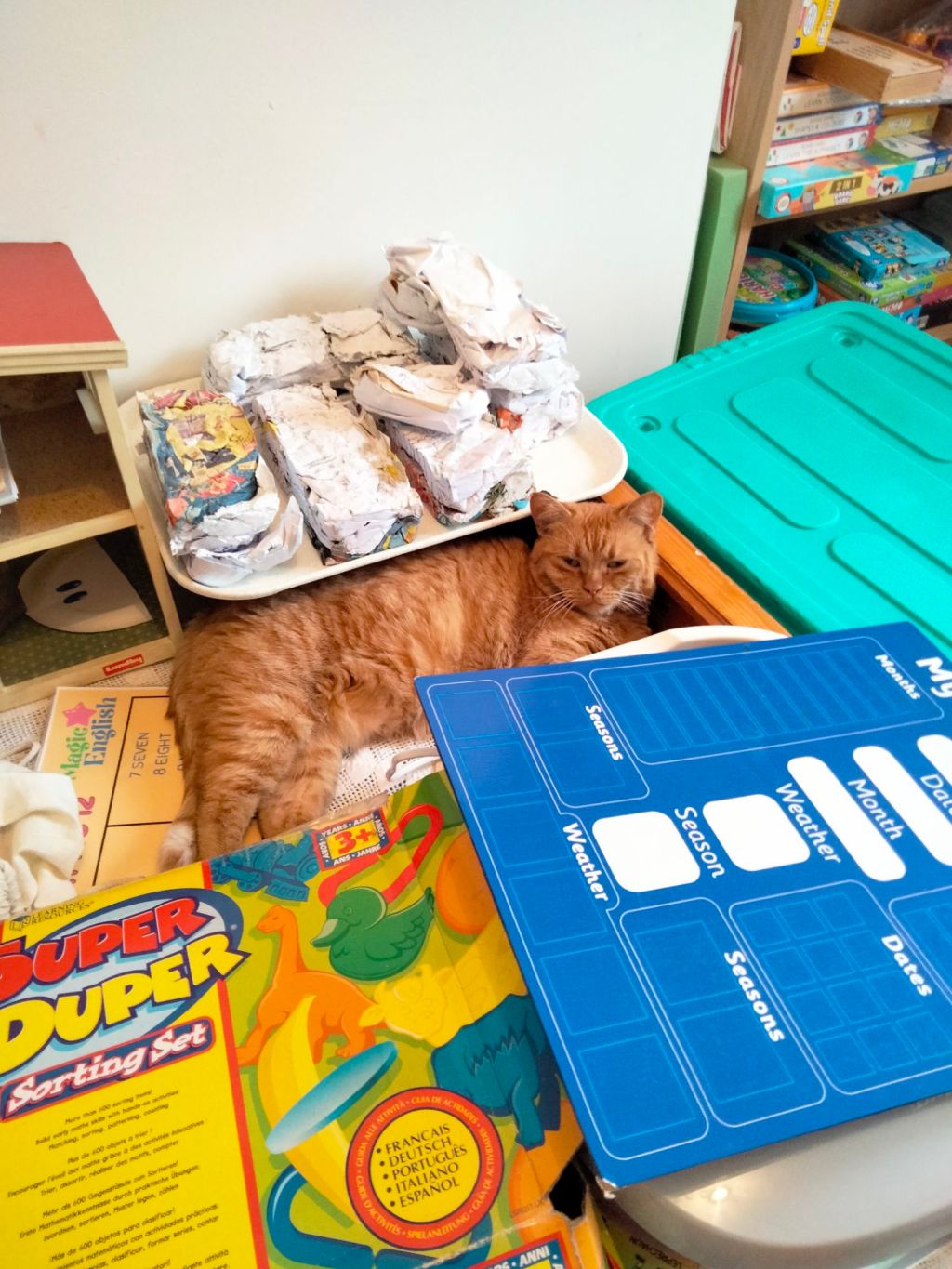 La Vie Cachée des Chats : Entre Détente et Apprentissage💤🐈📚