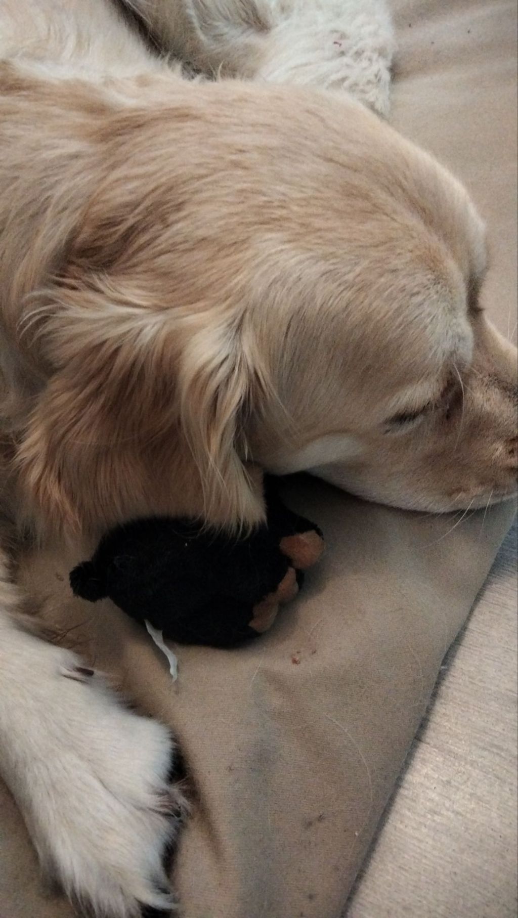 Souvenir de la Forêt Noire : mon bébé et son jouet / Souvenir from the Black Forest: my baby and her little&nbsp;toy