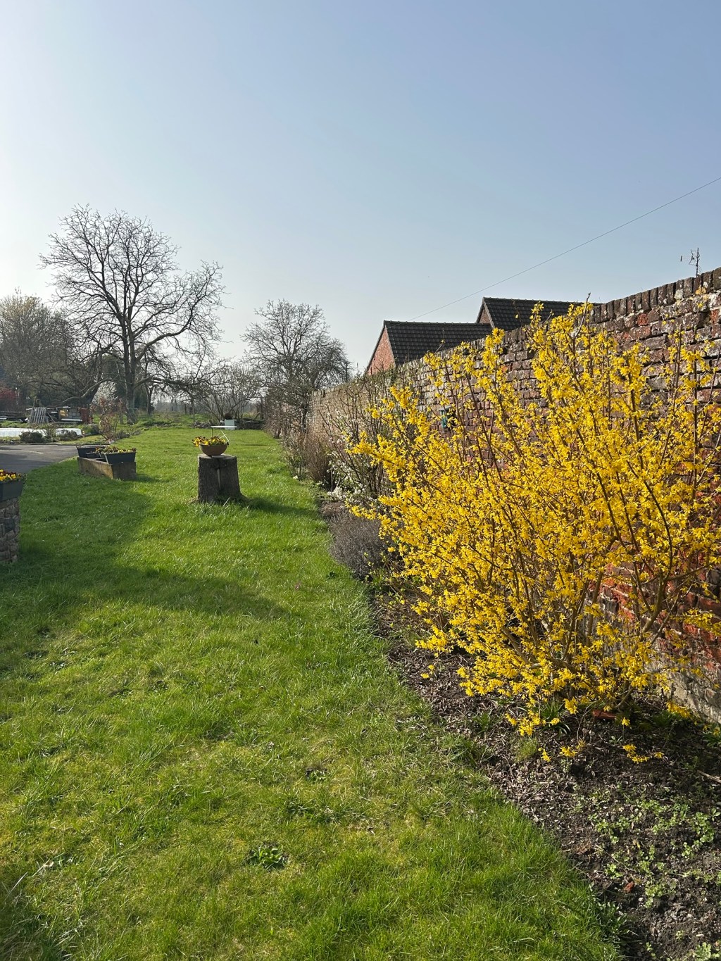 Forsythia du jardin de mon papa / Forsyhia from my dad&rsquo;s&nbsp;garden