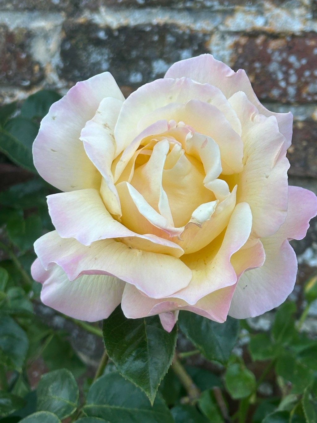 Jolies fleurs du&nbsp;jardin